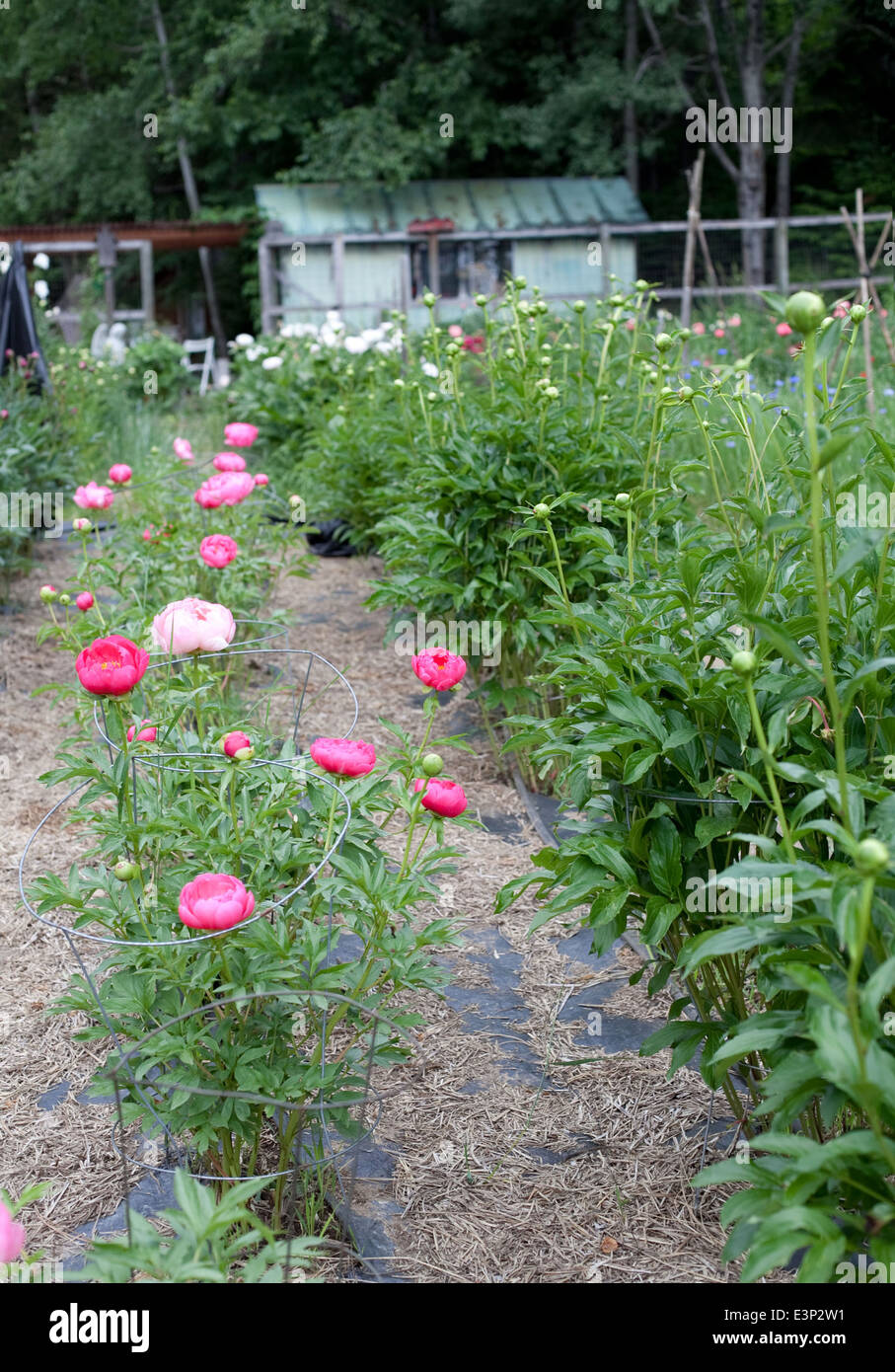pink peonies in garden Stock Photo - Alamy