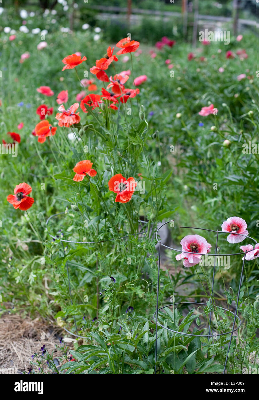 peonies in garden Stock Photo - Alamy
