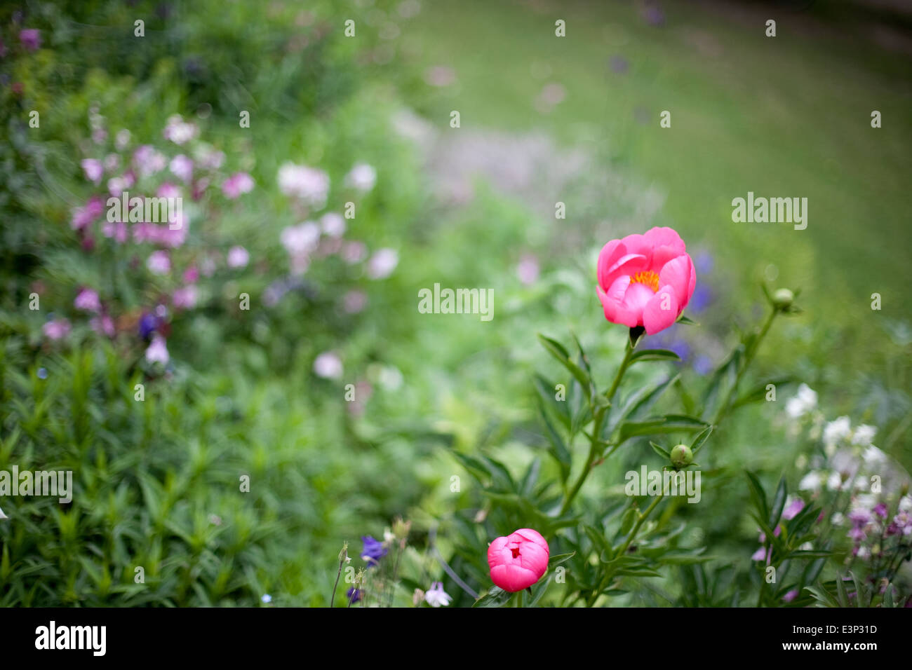 Pink peonies in garden Stock Photo - Alamy