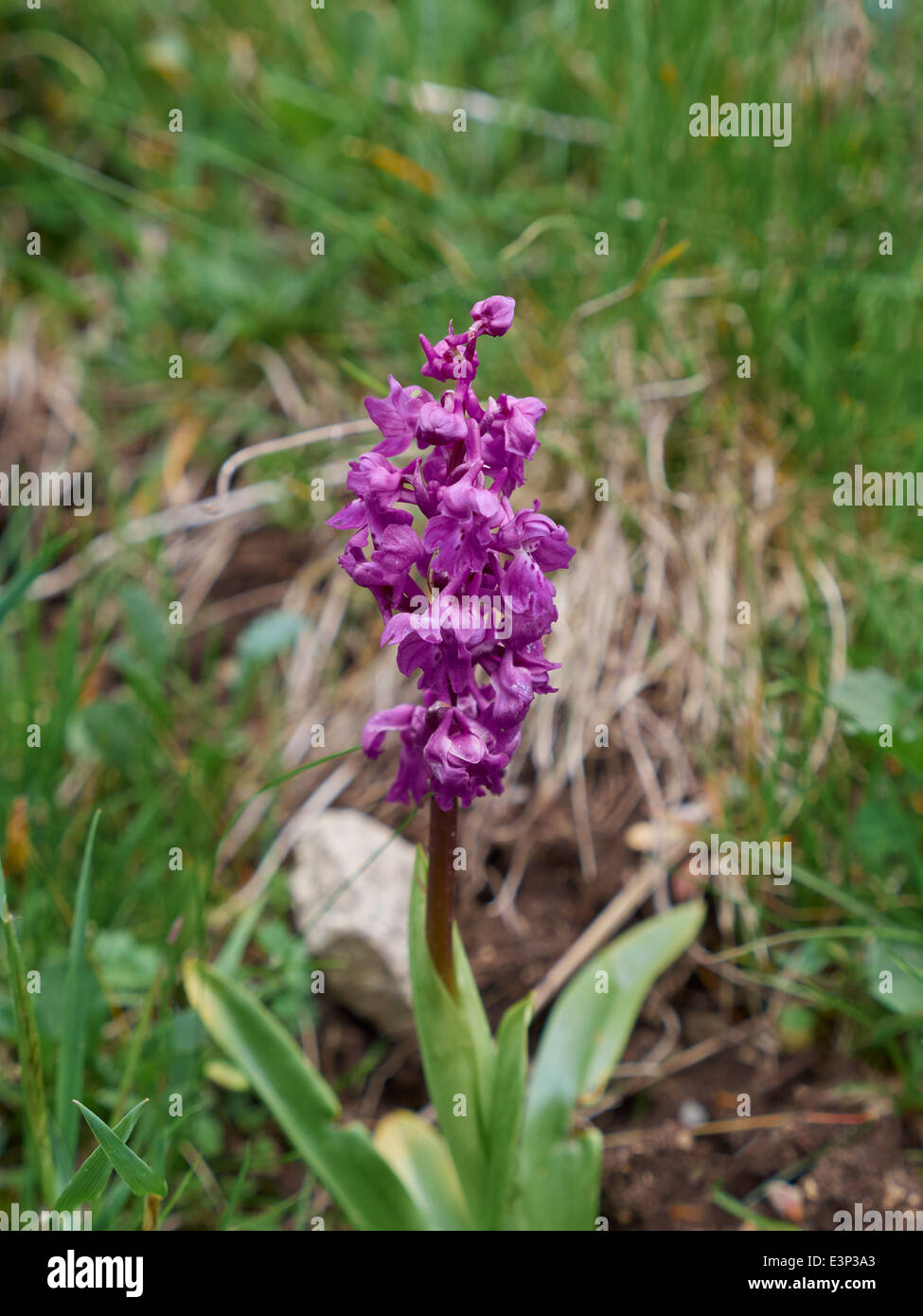 Western Marsh Orchid, Dactylorhiza majalis Stock Photo