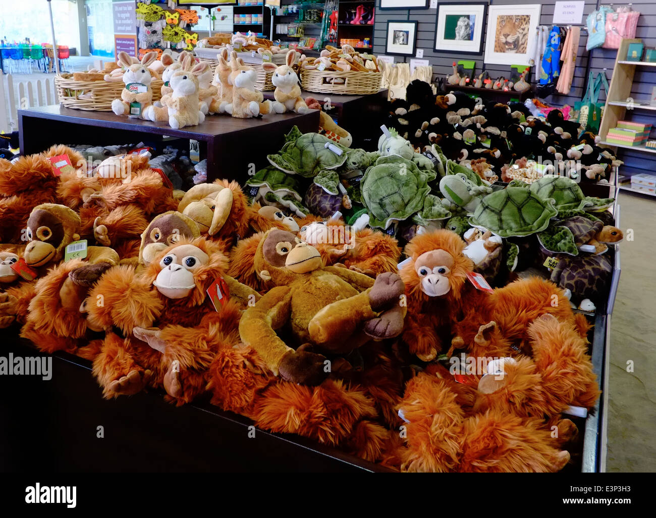 Cuddly toy orangutans stacked up in a Zoo gift shop. Twycross Zoo England UK Stock Photo