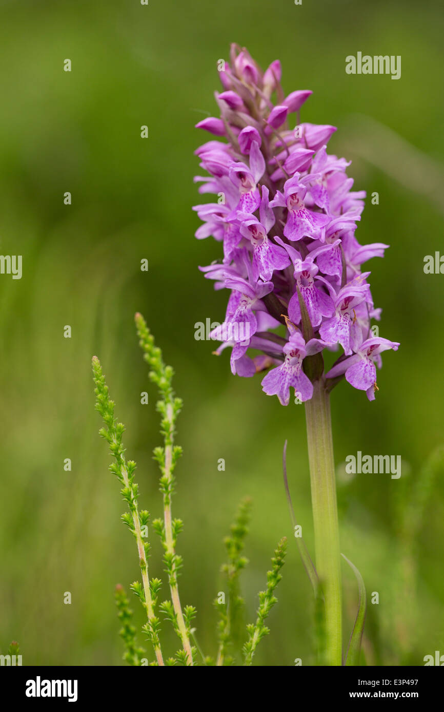 Southern Marsh Orchid (Dactylorhiza praetermissa) Stock Photo