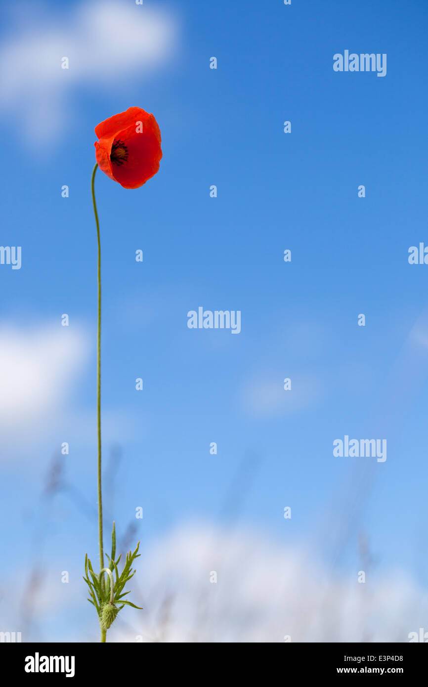 Single flower of wild red poppy on blue sky background - focus on ...