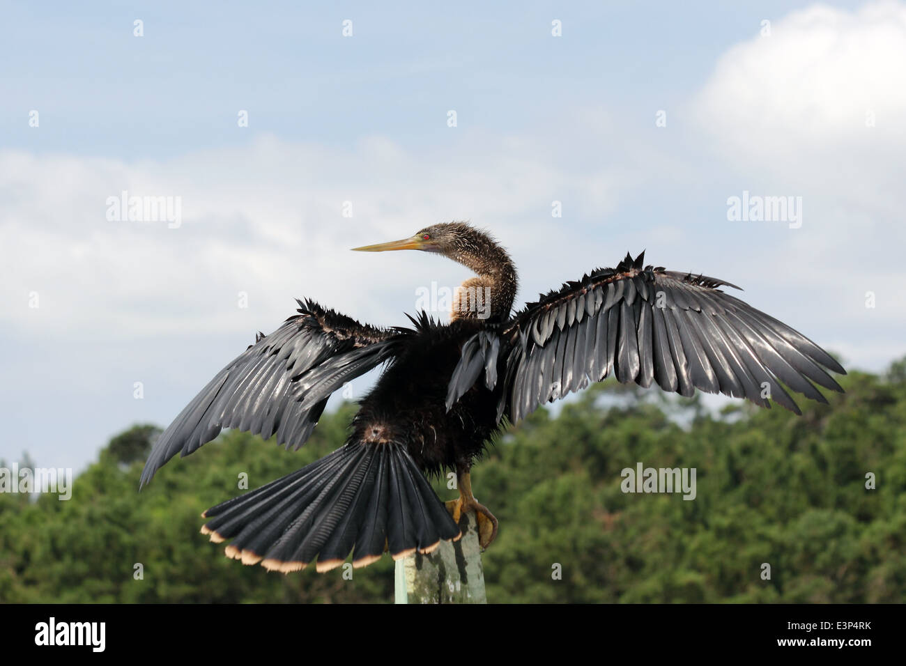 An Anhinga dries its wings against a blue sky. Stock Photo