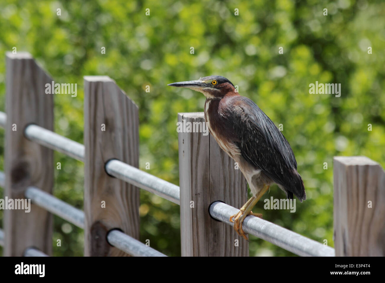 A Green Heron perched upon a railing overlooking a coastal marsh. Stock Photo