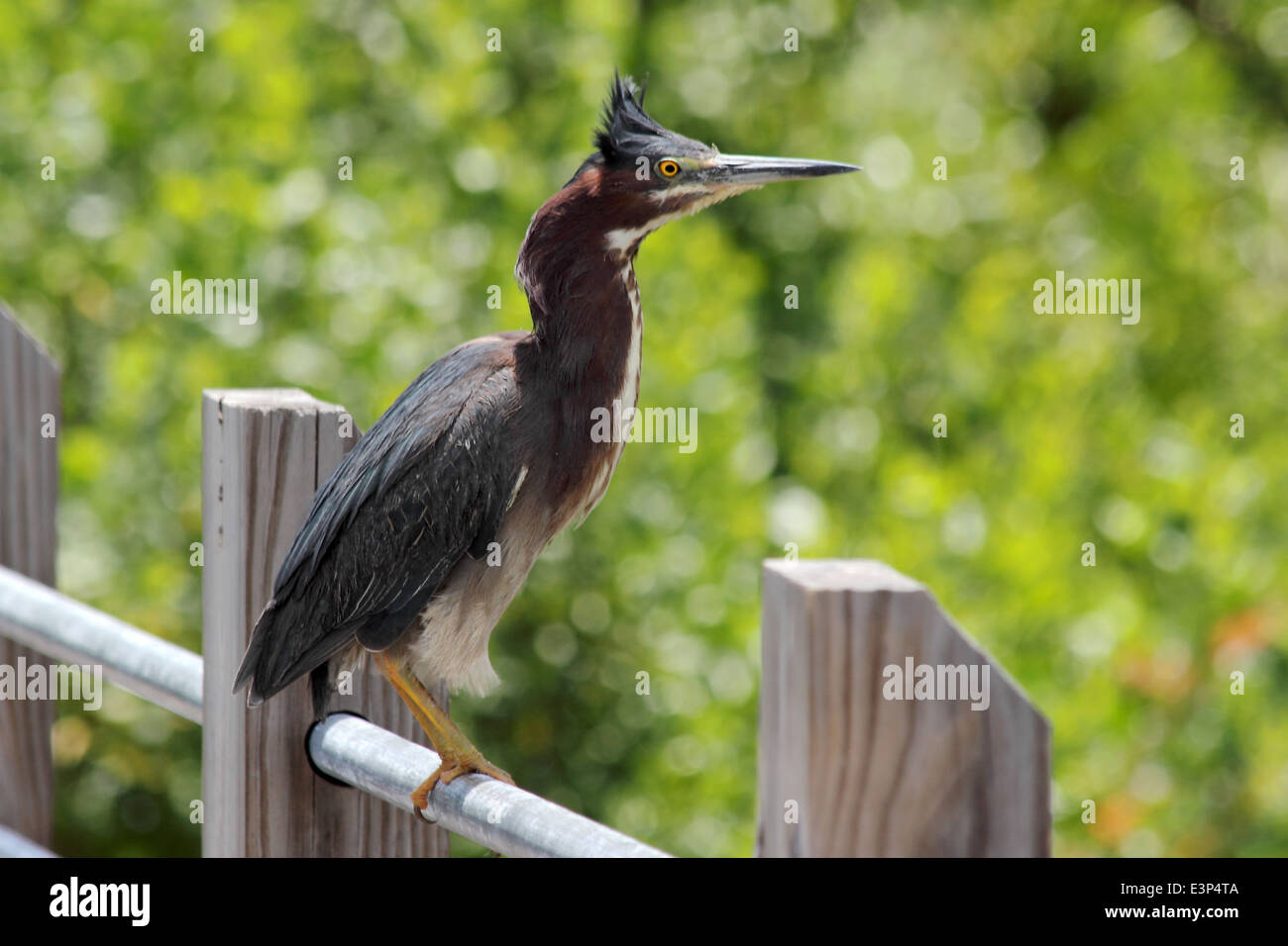 A Green Heron perched upon a railing overlooking a coastal marsh. Stock Photo