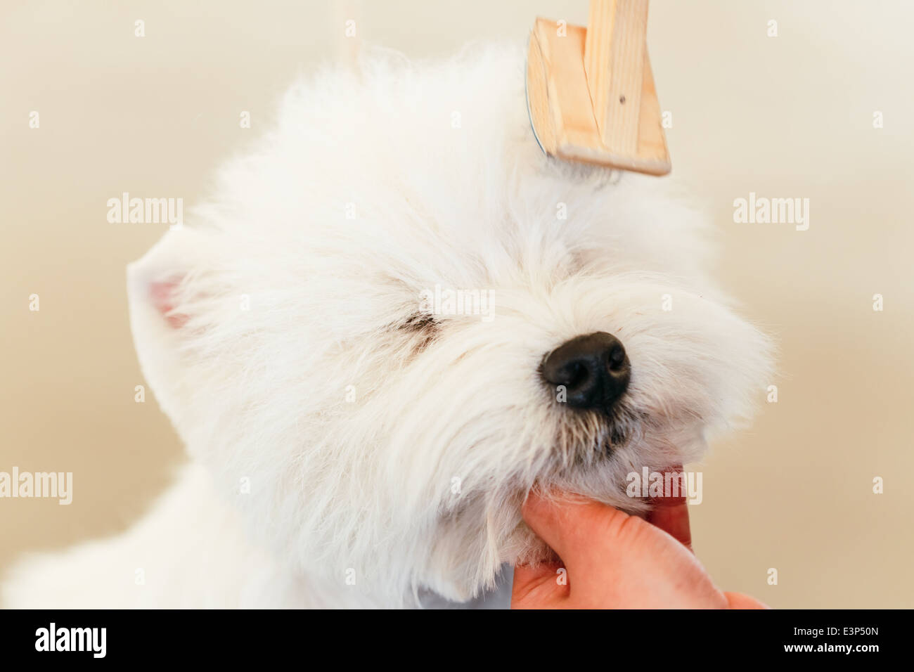 White west Highland White Terrier (Westie, Westy) dog close up portrait Stock Photo
