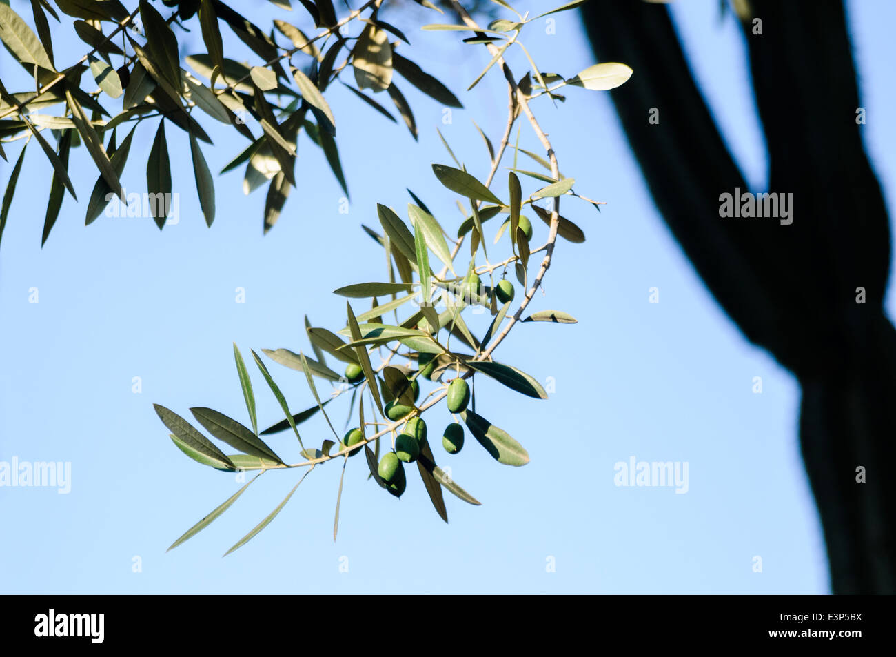 Olives growing on an olive tree Stock Photo Alamy