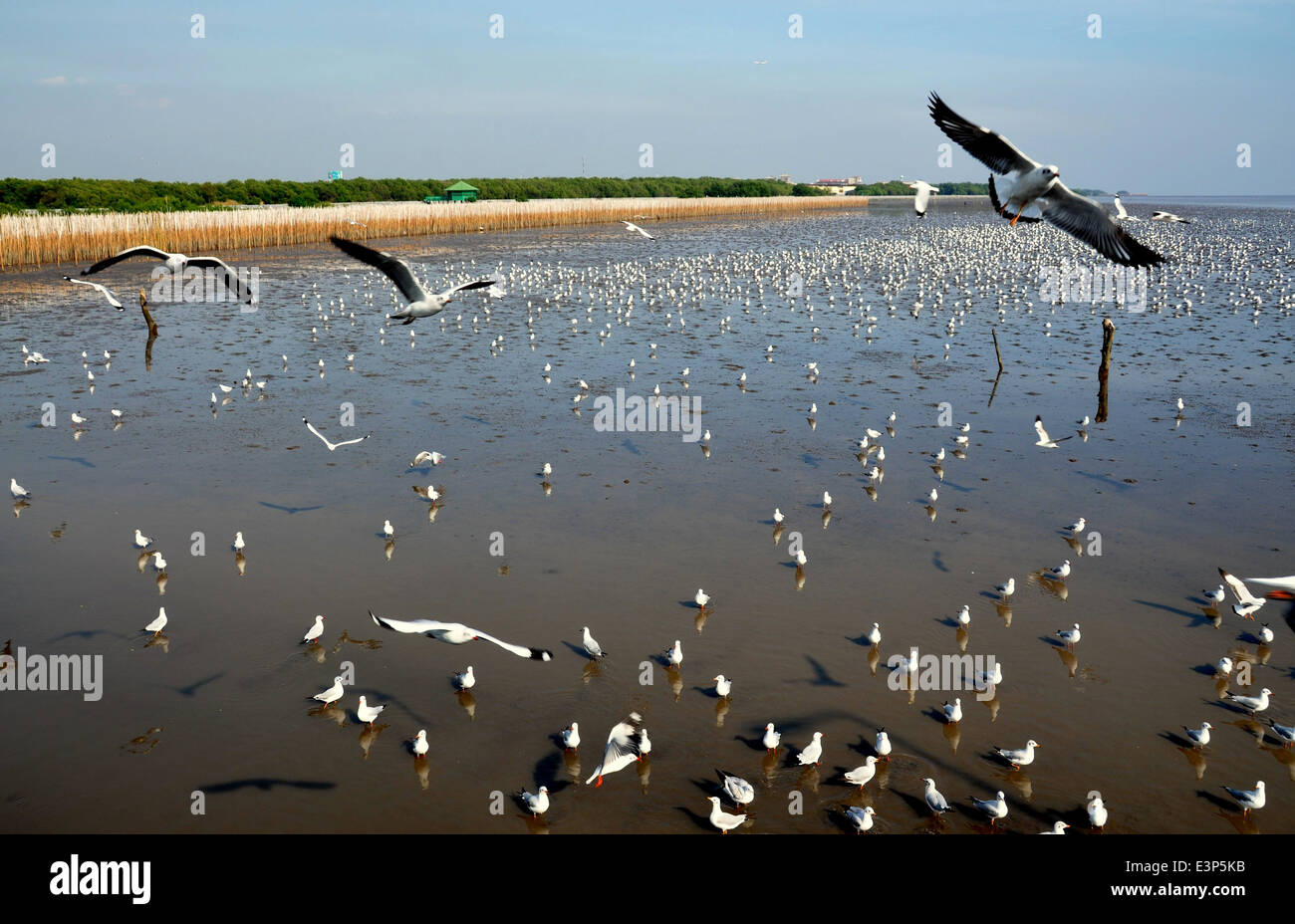 Samut Prakan, Thailand: Thousands of seagulls dwell in the shallow waters of the Gulf of Siam Stock Photo