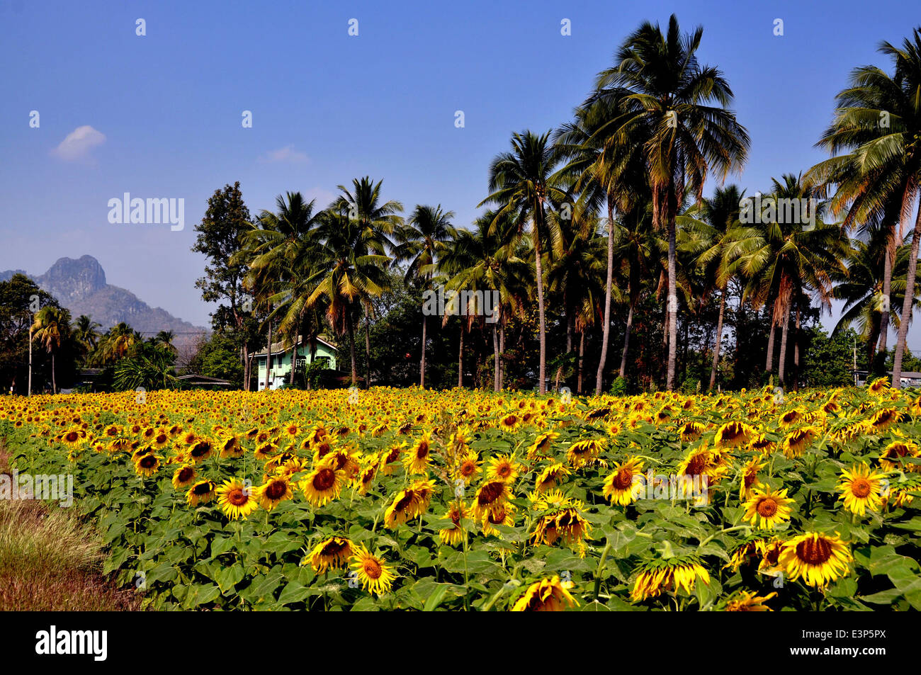 Lop Buri, Thailand: Field of bright yellow Sunflowers growing amidst a grove of tropical palm trees Stock Photo