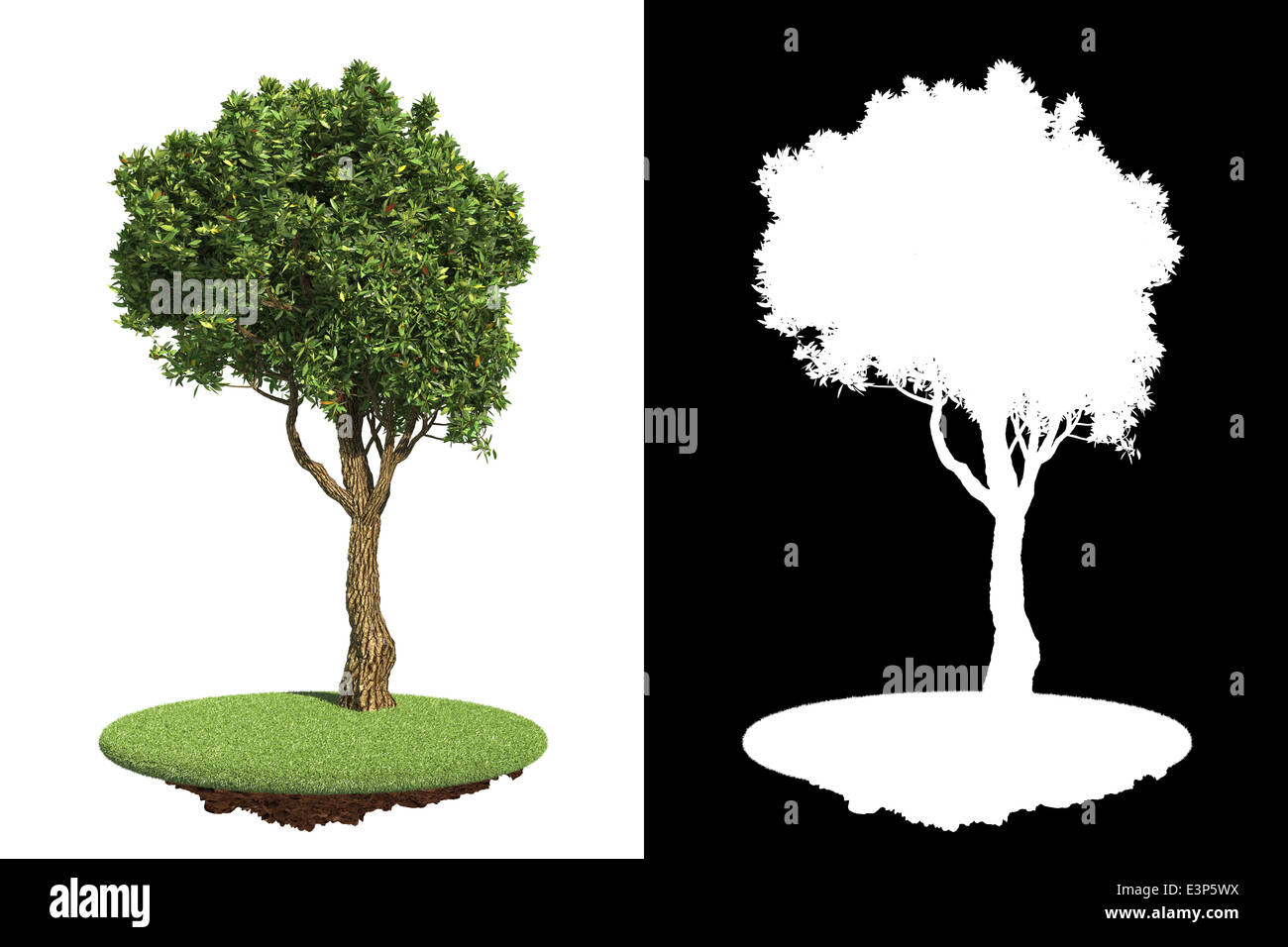 Green Tree Isolated on White Background Stock Photo - Alamy