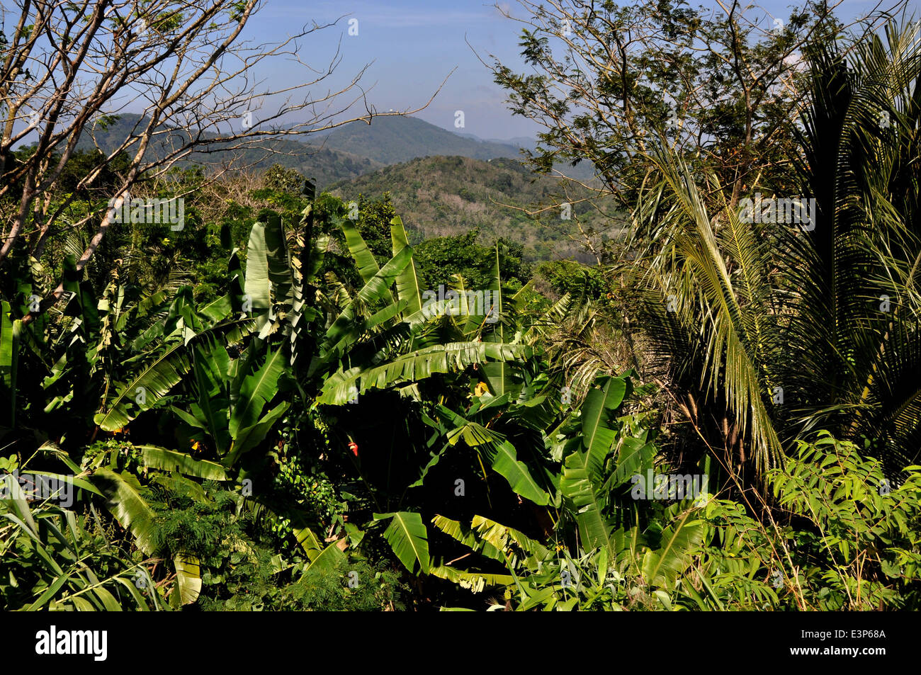 Phuket Island, Thailand: Lush tropical vegetation including banana trees (center) and palms on Big Buddha Hill Stock Photo