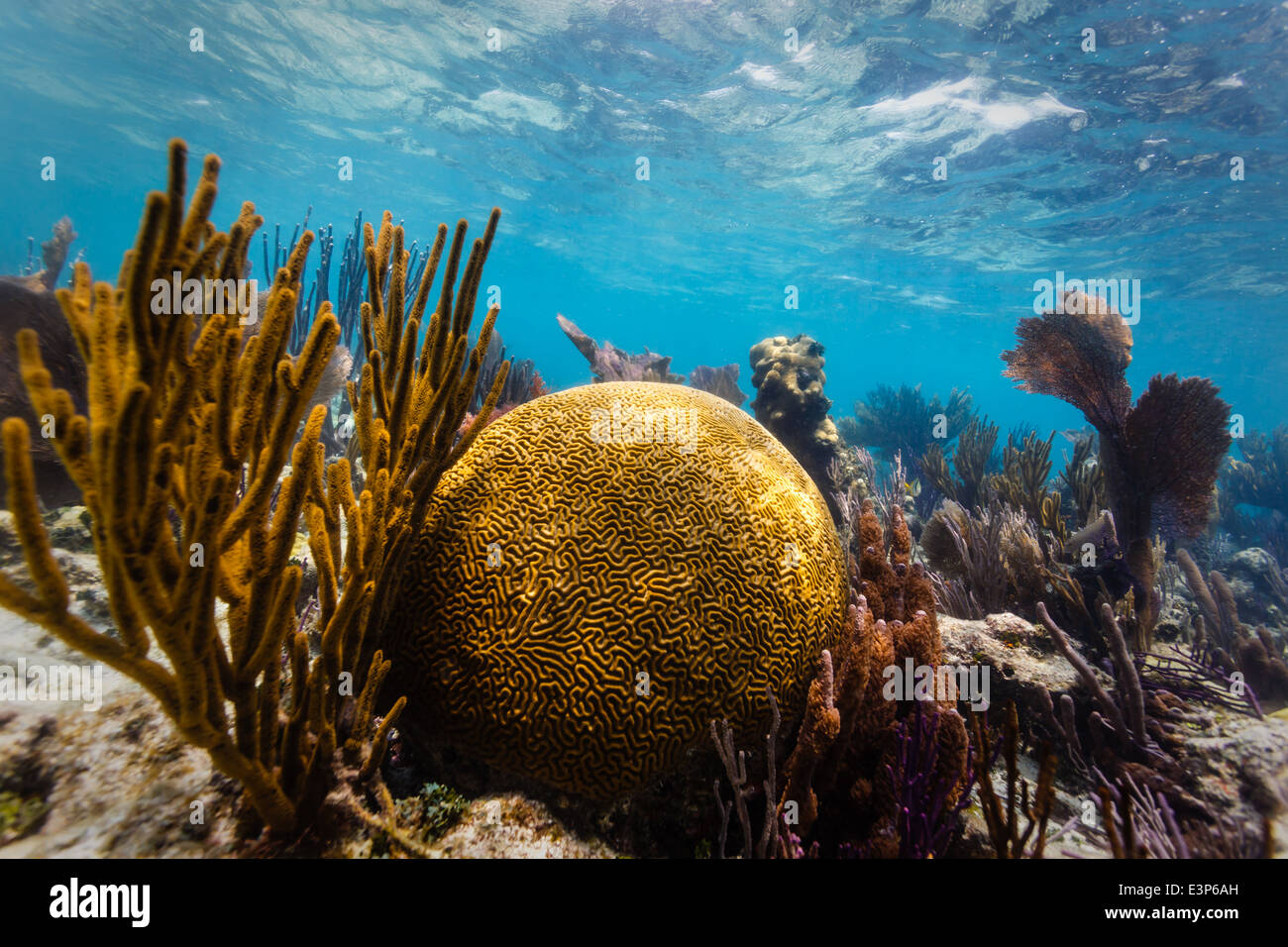 Close up of large round brain coral and branch coral on tropical coral reef in Caribbean Sea Stock Photo