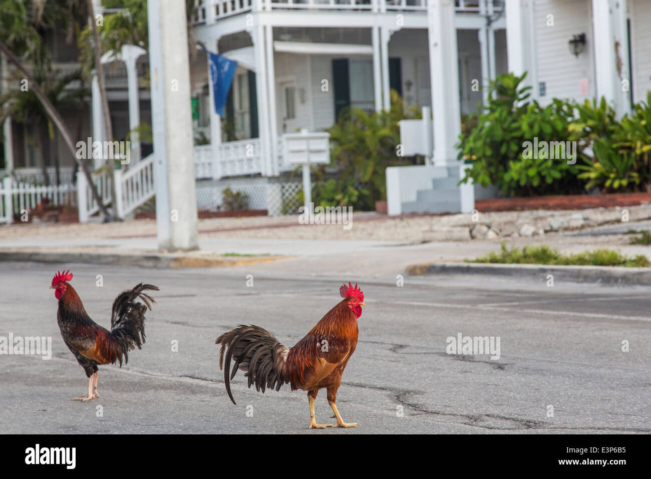 Feral chickens roam the streets of Key West, Florida, USA Stock Photo