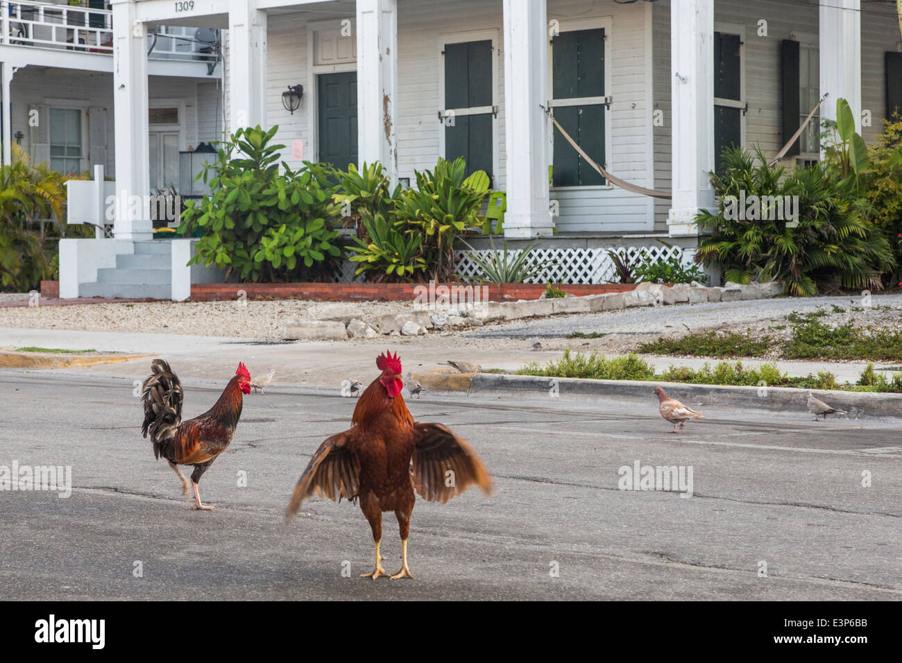 Feral chickens roam the streets of Key West, Florida, USA Stock Photo