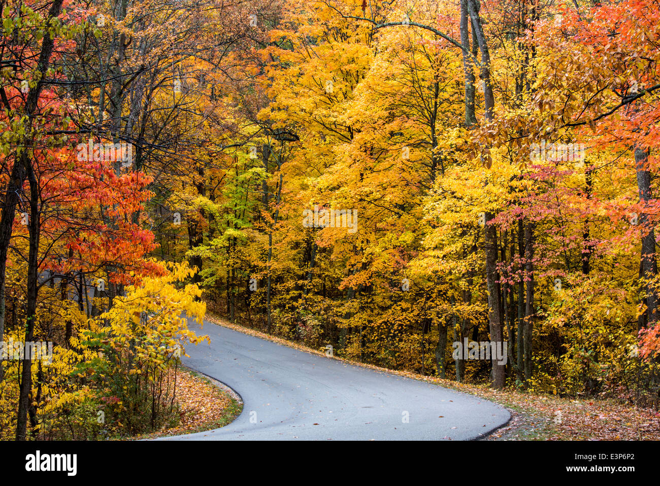 Autumn color at Brown County State Park near Nashville, Indiana, USA