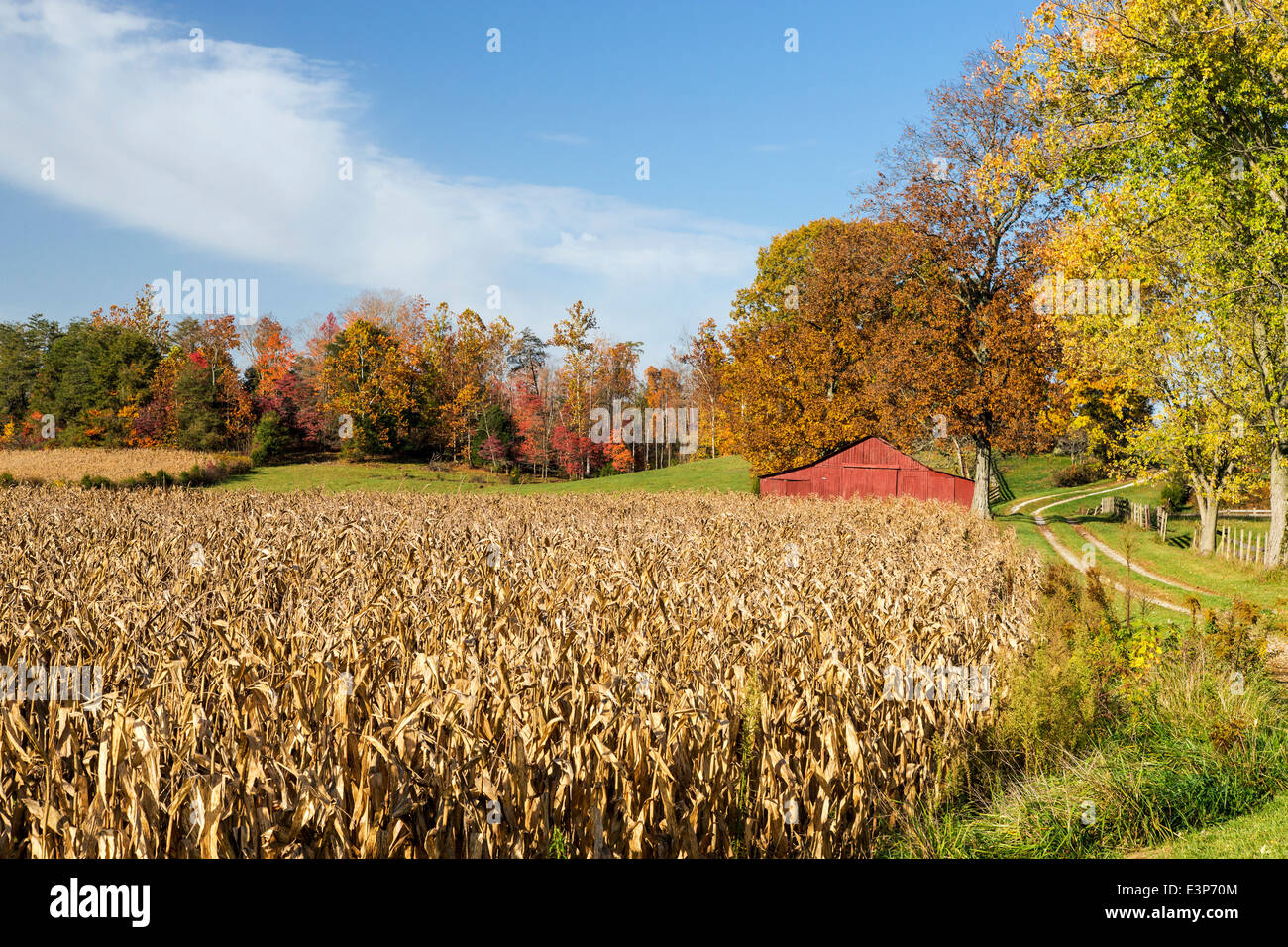 Indiana, corn,field hires stock photography and images Alamy