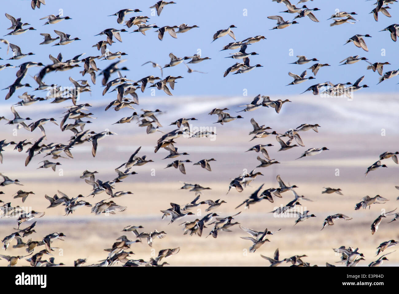 Northern pintail ducks take off from wetlands at Freezeout Lake WMA