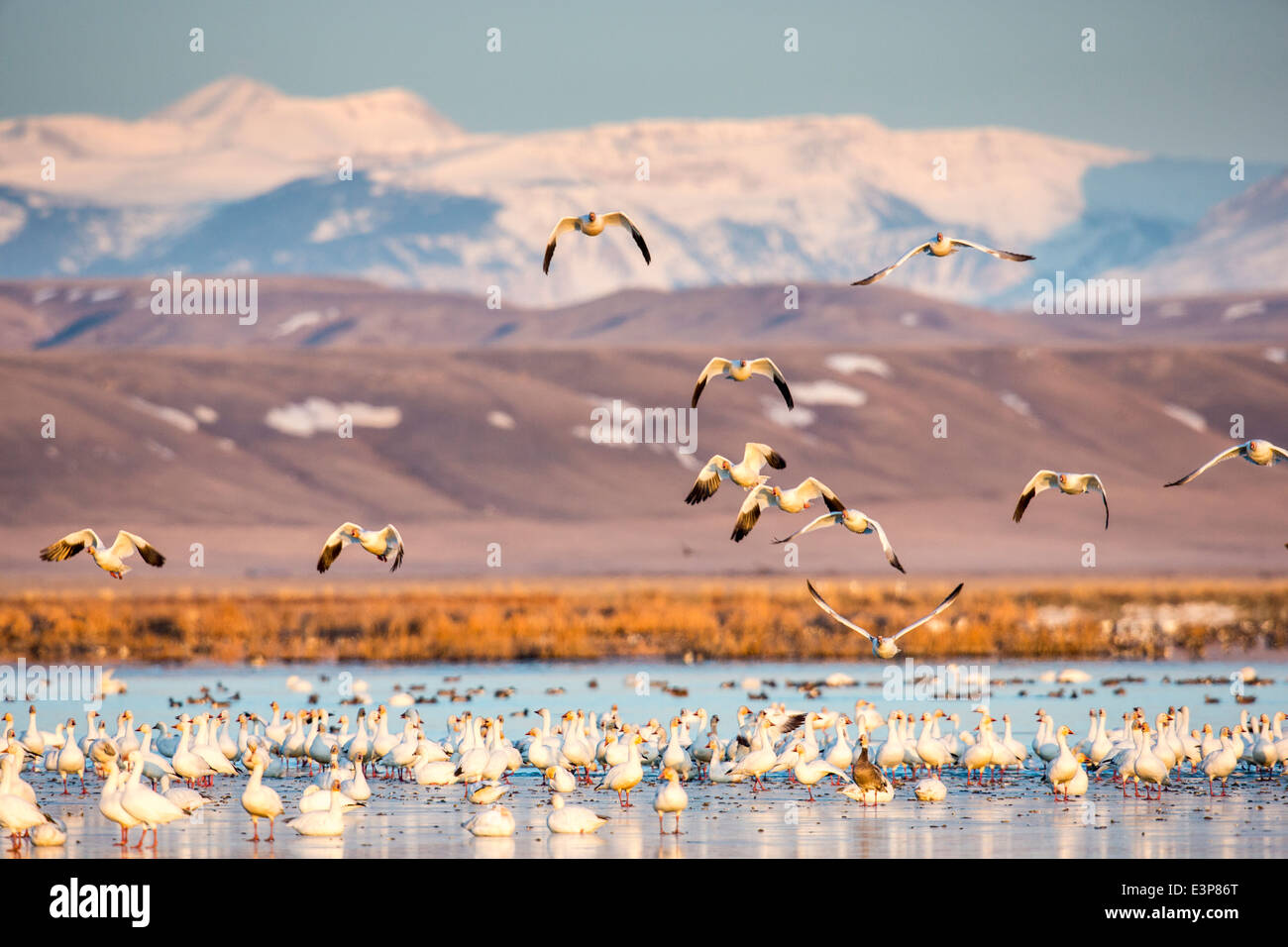 Snow geese take off from pond at Freezeout Lake WMA near Fairfield
