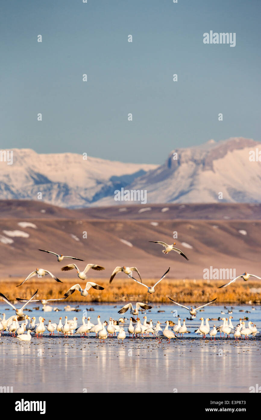 Snow geese take off from pond at Freezeout Lake WMA near Fairfield