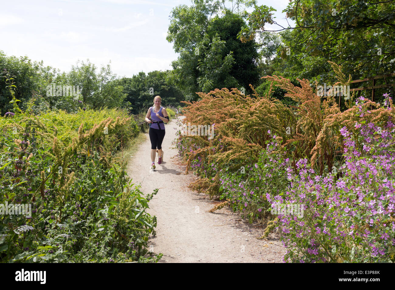 Parkland Walk Nature Reserve - Muswell Hill - London Stock Photo