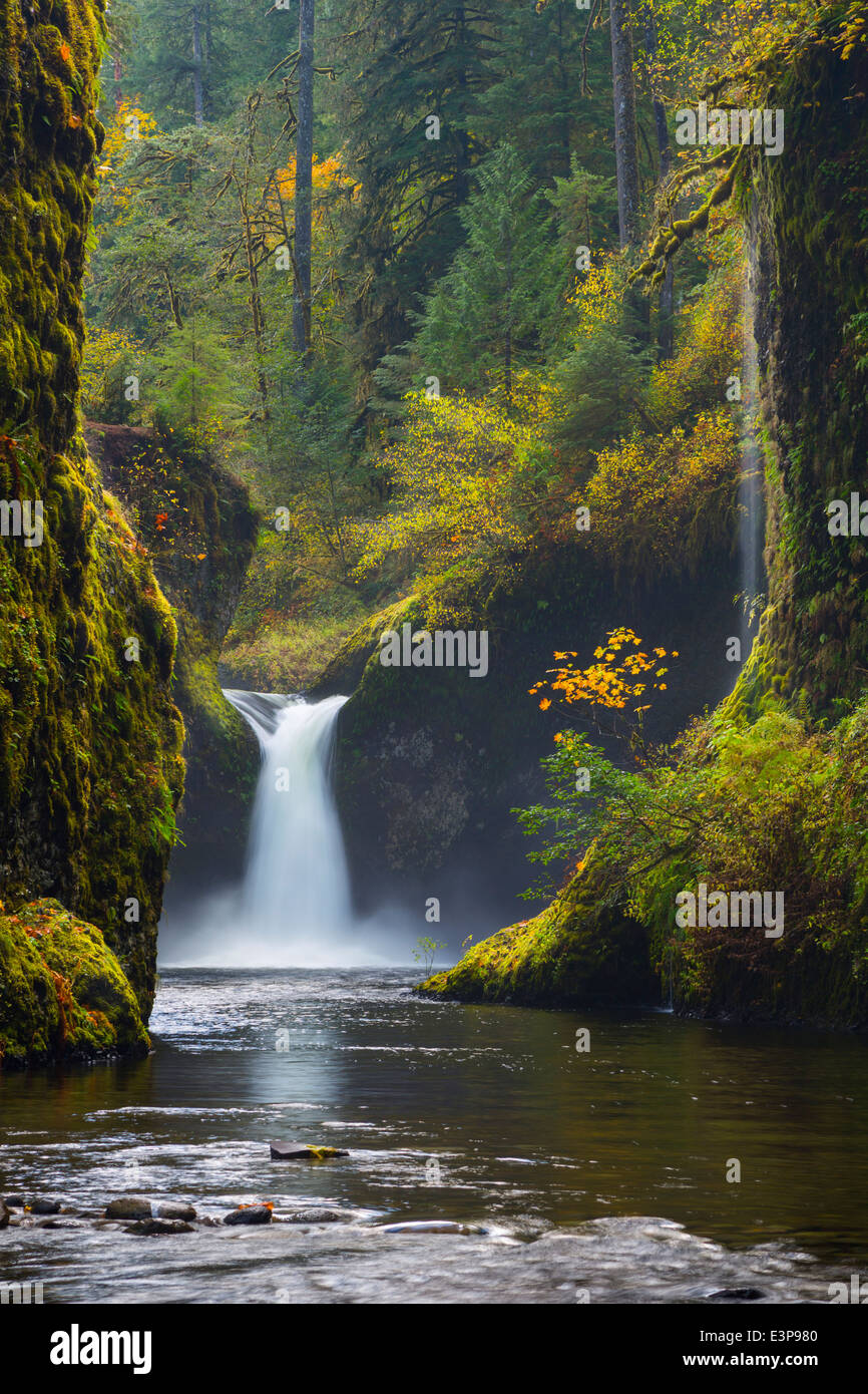 USA, Oregon, Fall rain produces a high volume flow at Punchbowl falls
