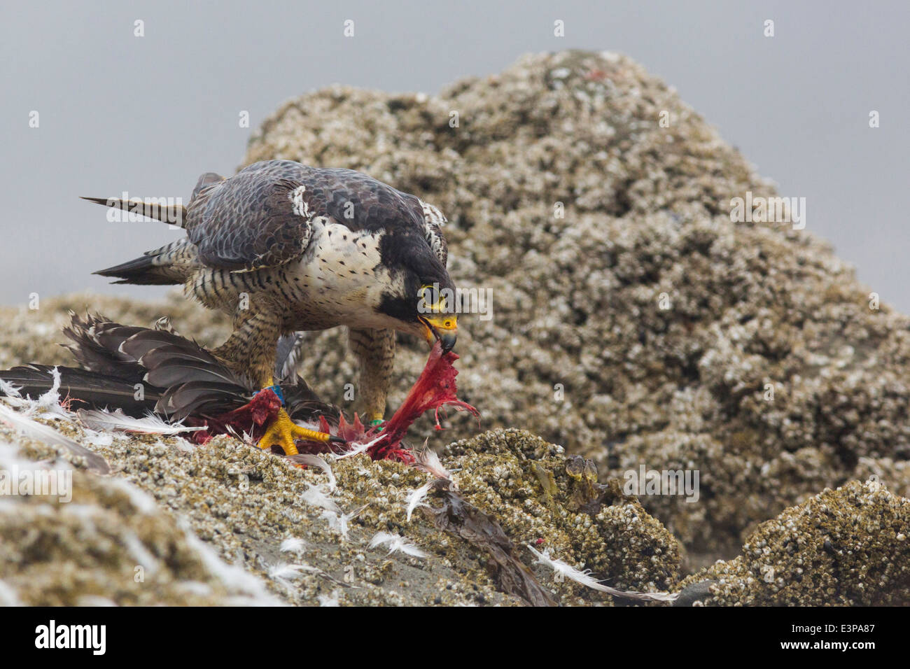 USA, Washington State. Adult Peregrine Falcon dismembers a gull at Point of Arches, Shi Shi beach, Olympic National Park. Stock Photo