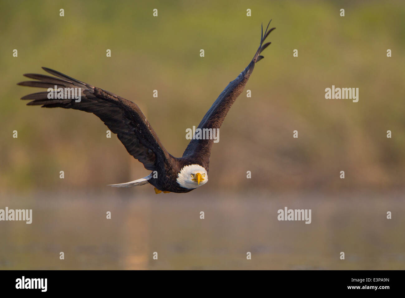 USA, Washington State. Bald Eagle (Haliaeetus leucocephalus) in low