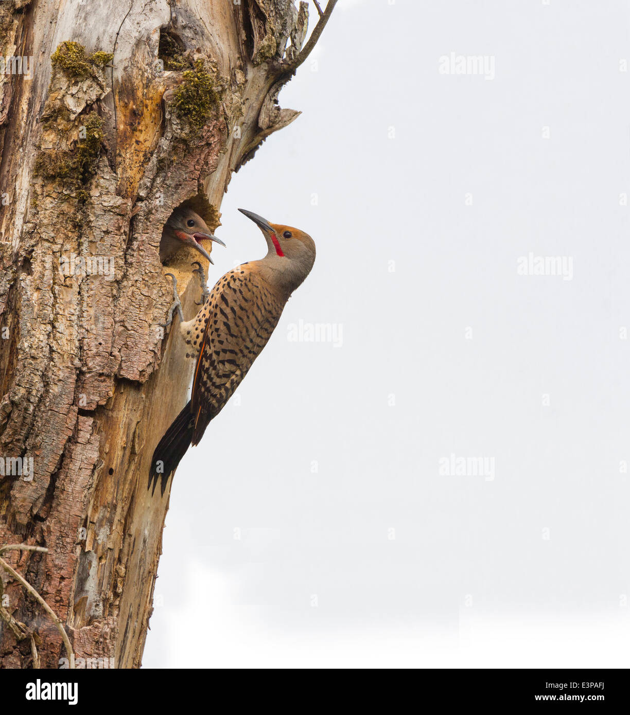 USA, Washington State. Male Northern Flicker (Colaptes auratus) at nest, with chick in nest hole. Kirkland, WA. Stock Photo