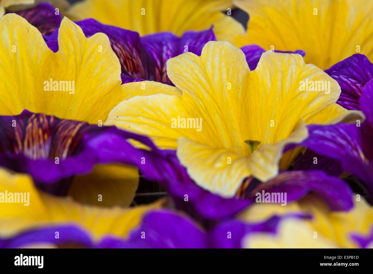 USA, Washington, Summer Salpiglossis in Full bloom Stock Photo