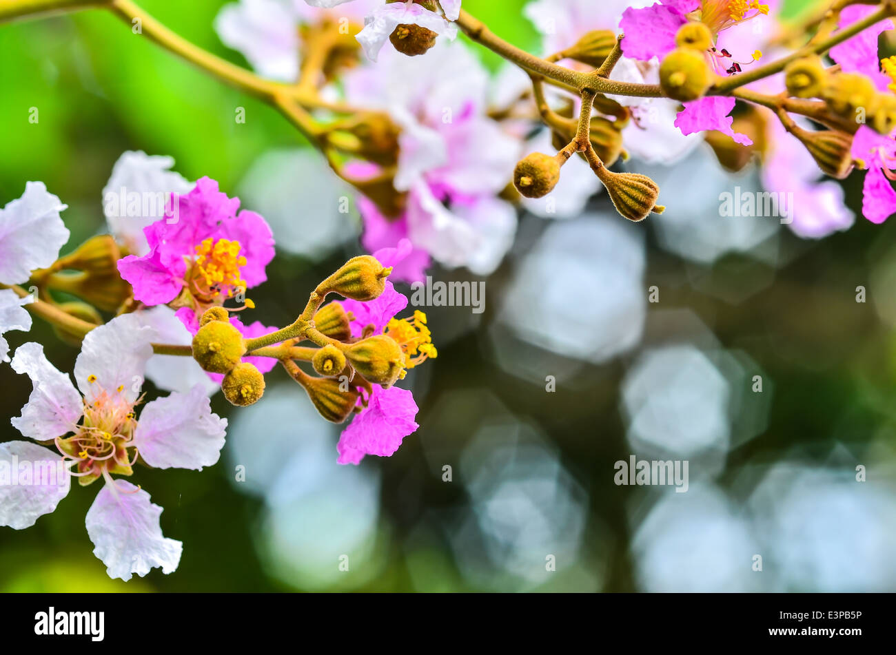 Bud Cananga odorata flower in garden Stock Photo