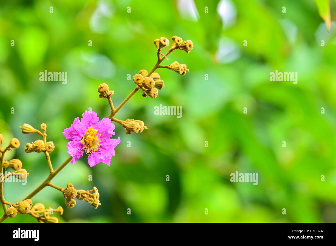 Cananga odorata flowers Stock Photo