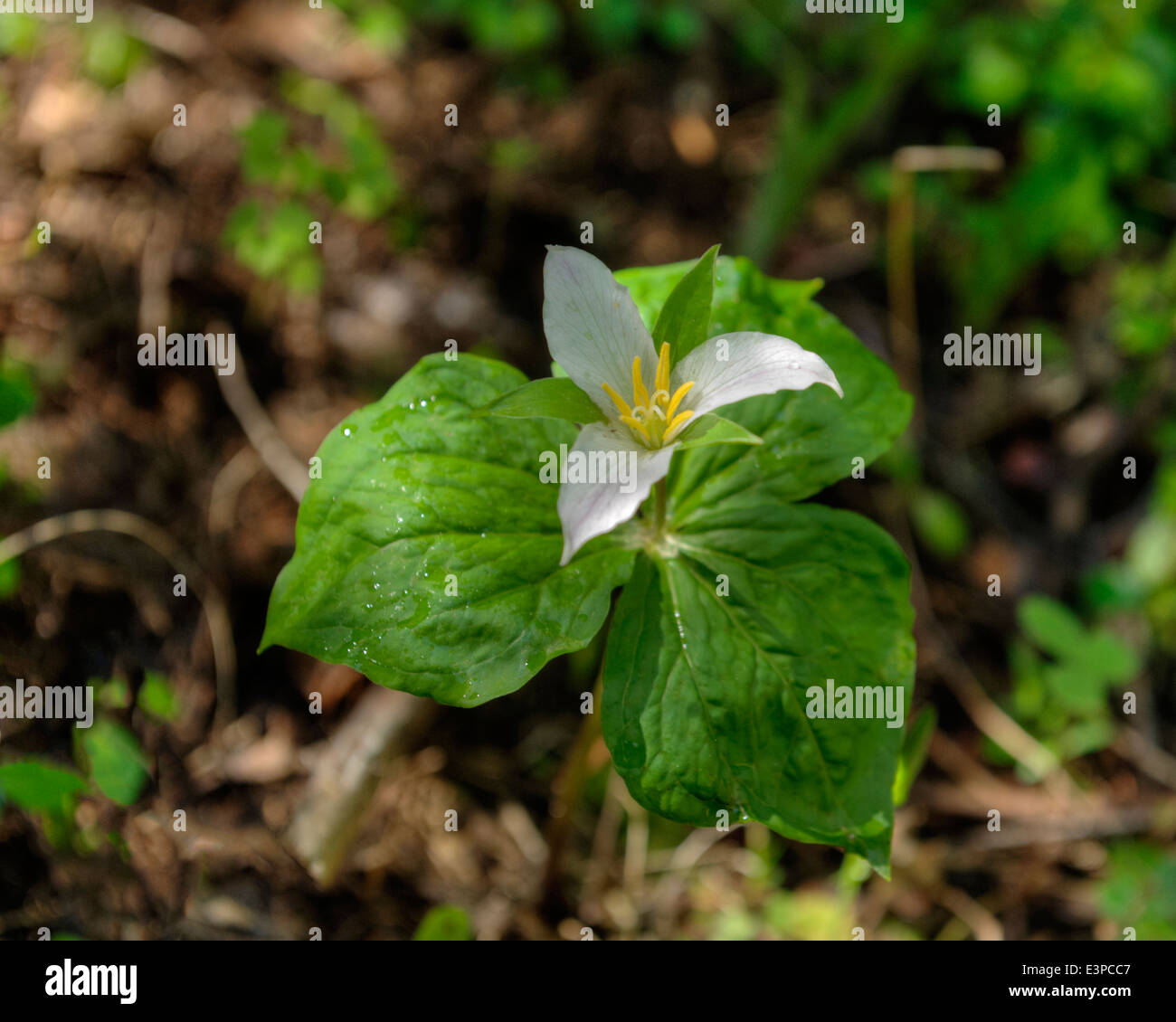 The Trillium (Trillium Ovatum) is a very common plant west of the Cascades crest in the Pacific Northwest. Stock Photo