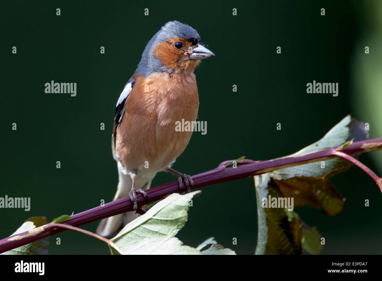 Fringilla Coelebs Juvenile High Resolution Stock Photography and Images ...