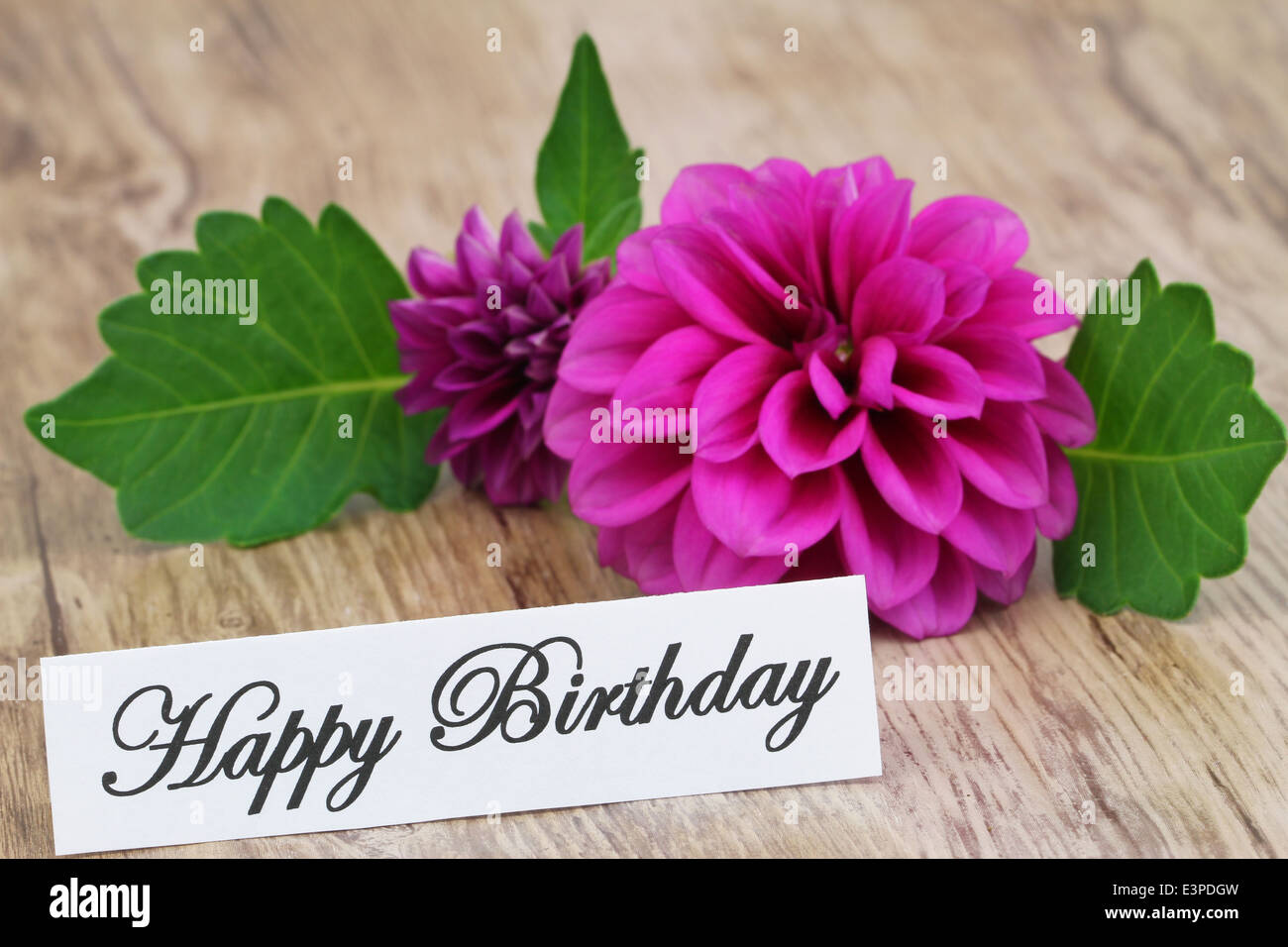 Happy Birthday card with purple dahlia Stock Photo