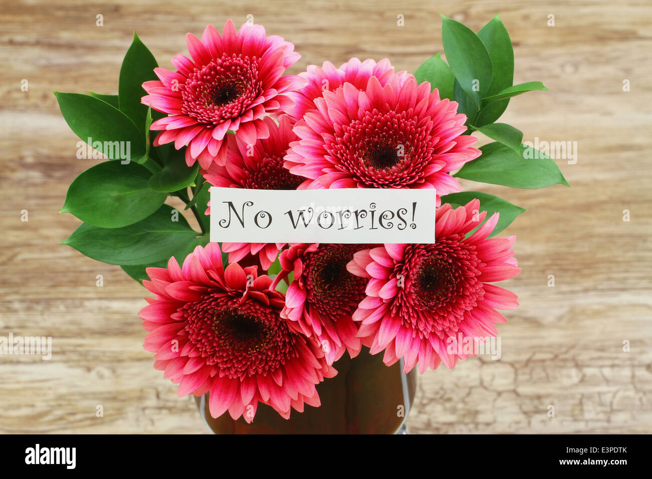 No worries card with dark pink gerbera daisies Stock Photo