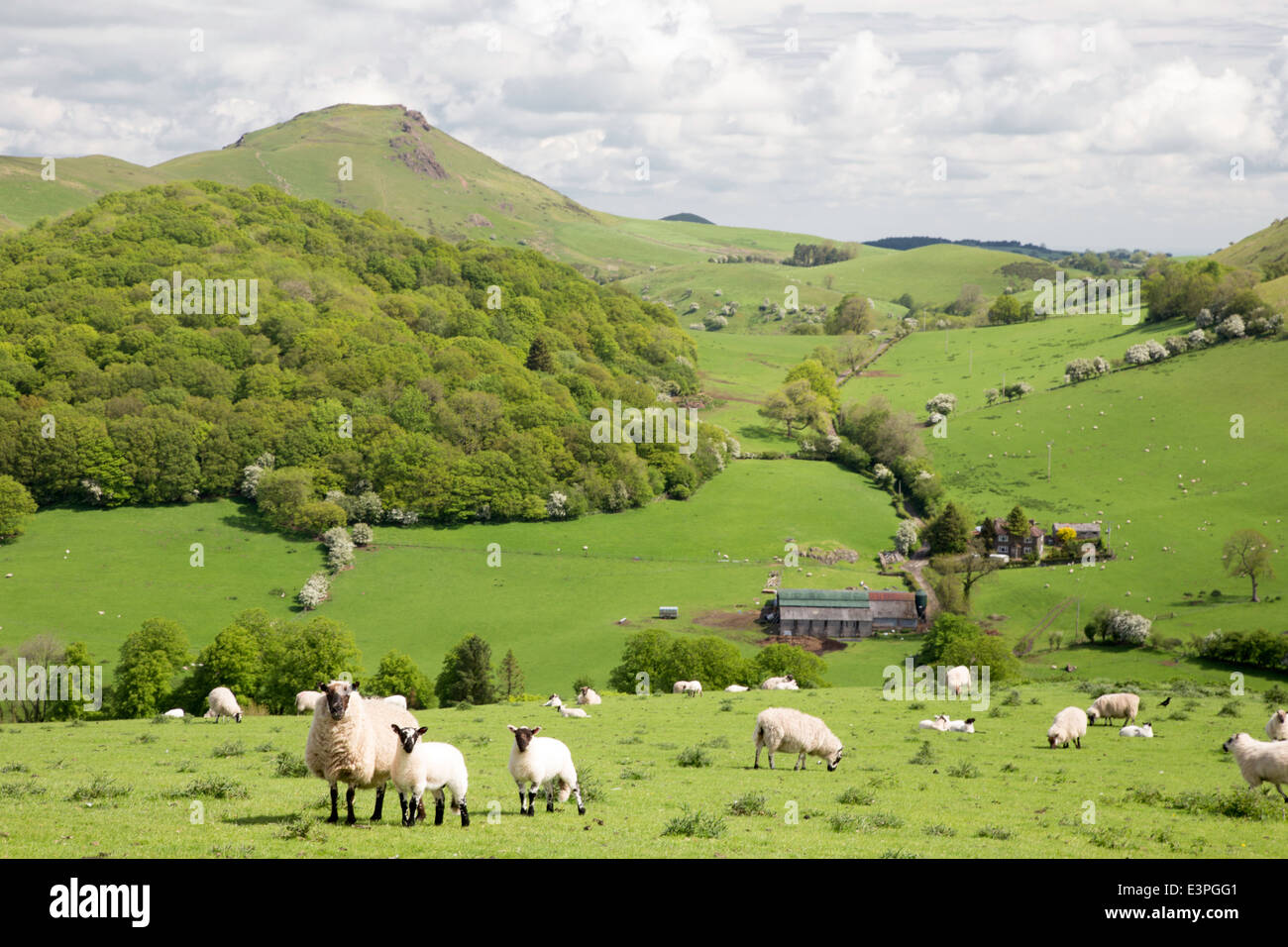 Sheep grazing on the Shropshire Hills with Caer Caradoc hill in the ...