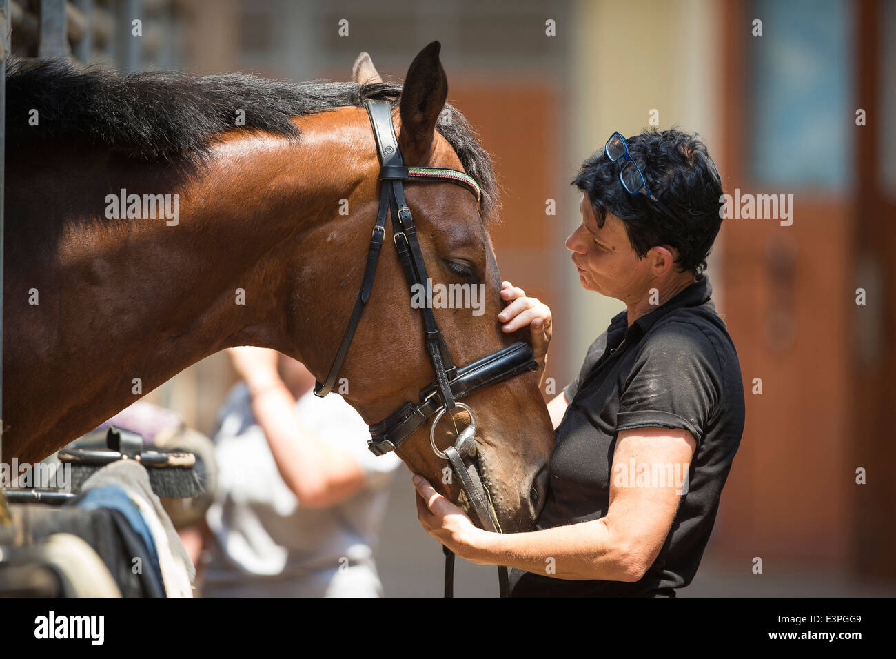 Oldenburg Horse Woman talking bay gelding tack box Italy Stock Photo