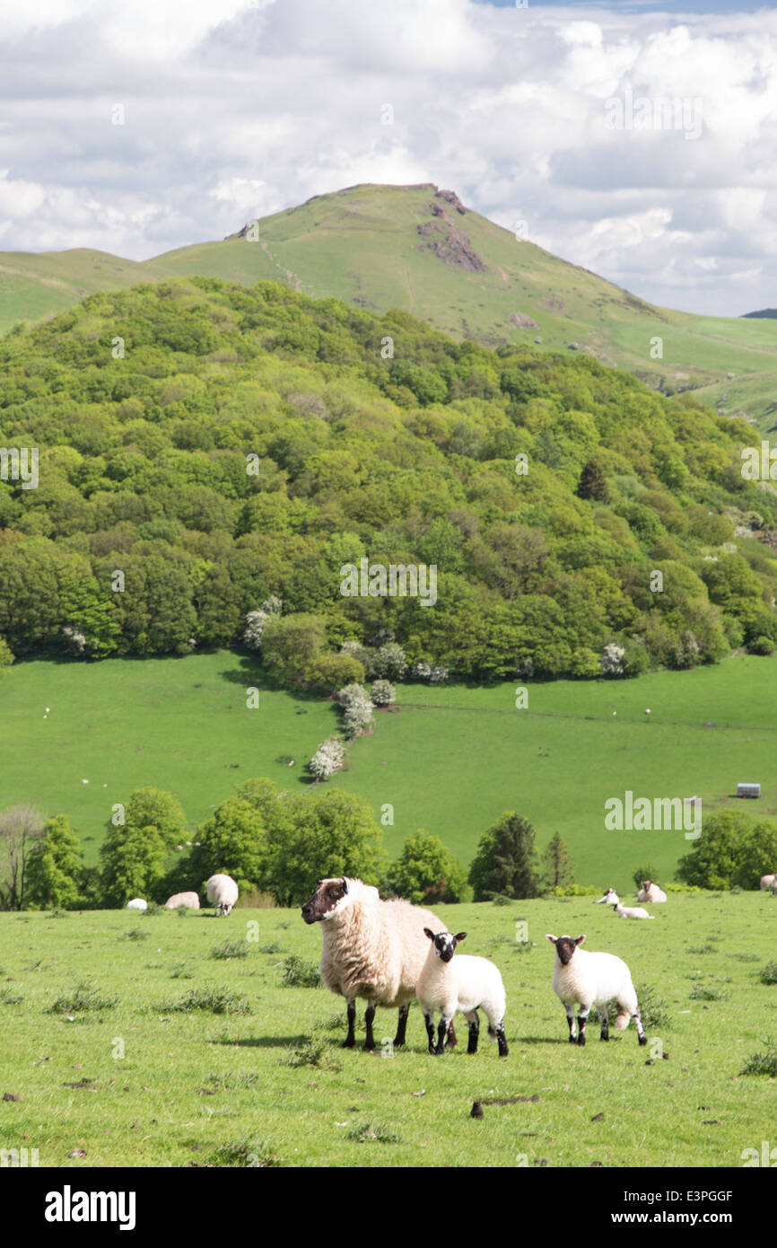 Sheep grazing on the Shropshire Hills with Caer Caradoc hill in the ...
