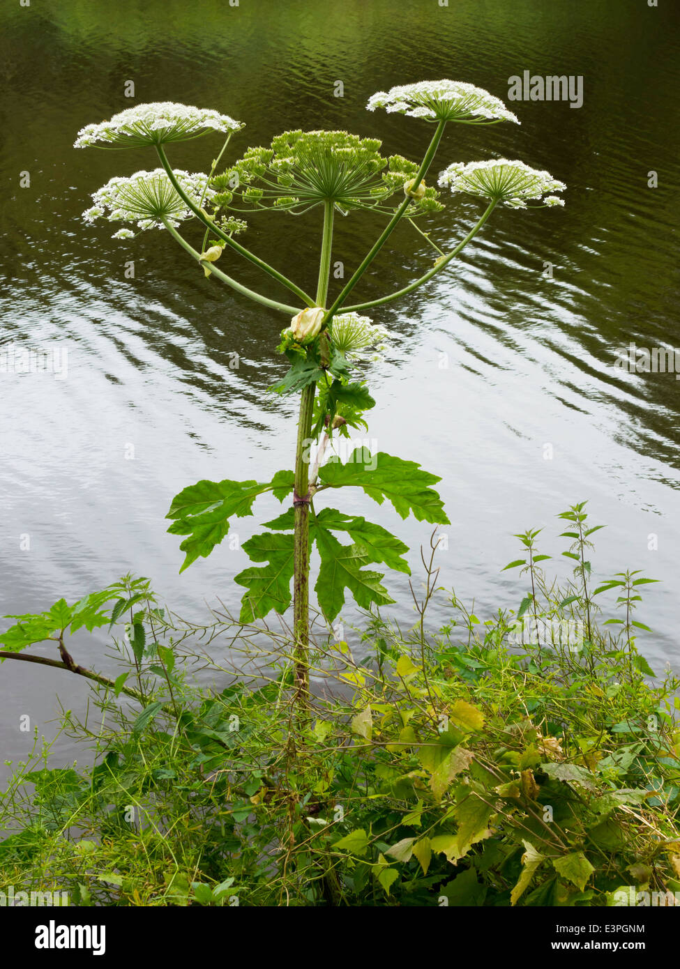 Giant Hogweed plant species Heracleum mantegazzianum, growing on the bank of the river Tees in Yarm England UK Stock Photo