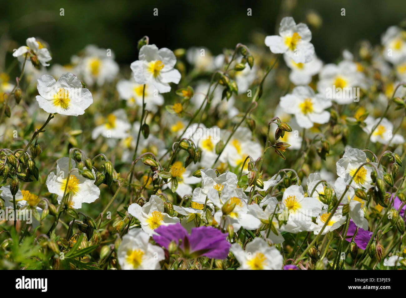 White Rock-rose - Helianthemum appeninum Mass of Flowers Stock Photo