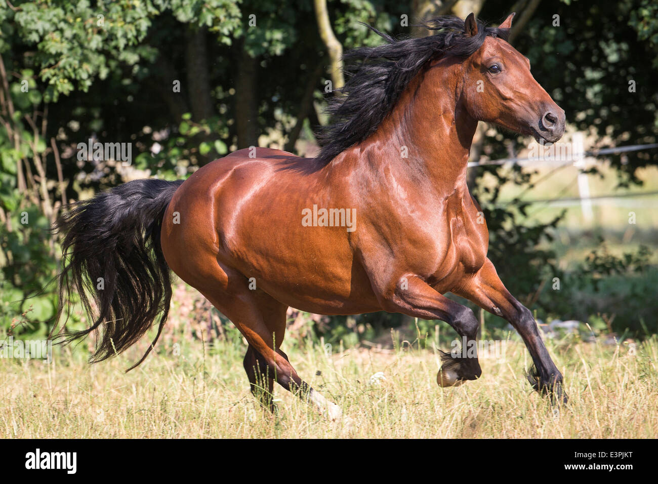 Welsh Cob Section D Bay mare galloping pasture Germany Stock Photo