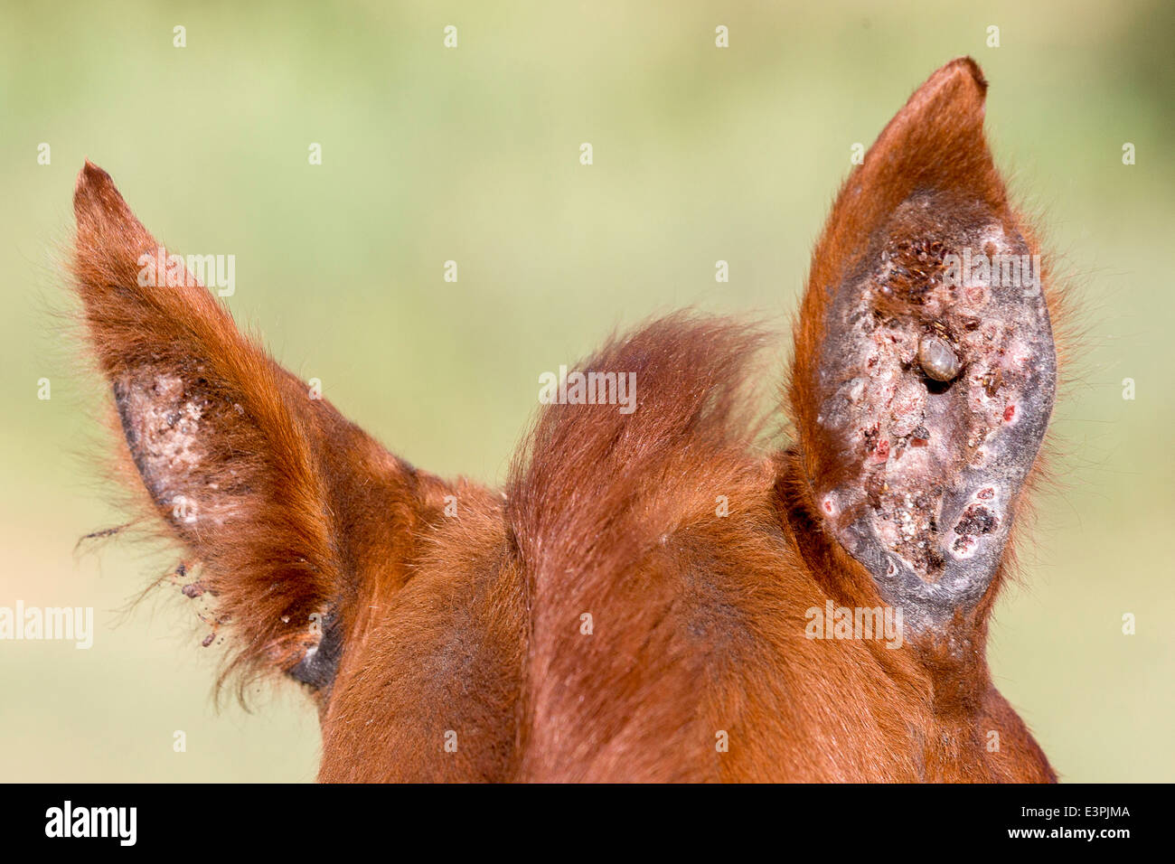 Domestic Horse Ticks ears if foal South Africa Stock Photo