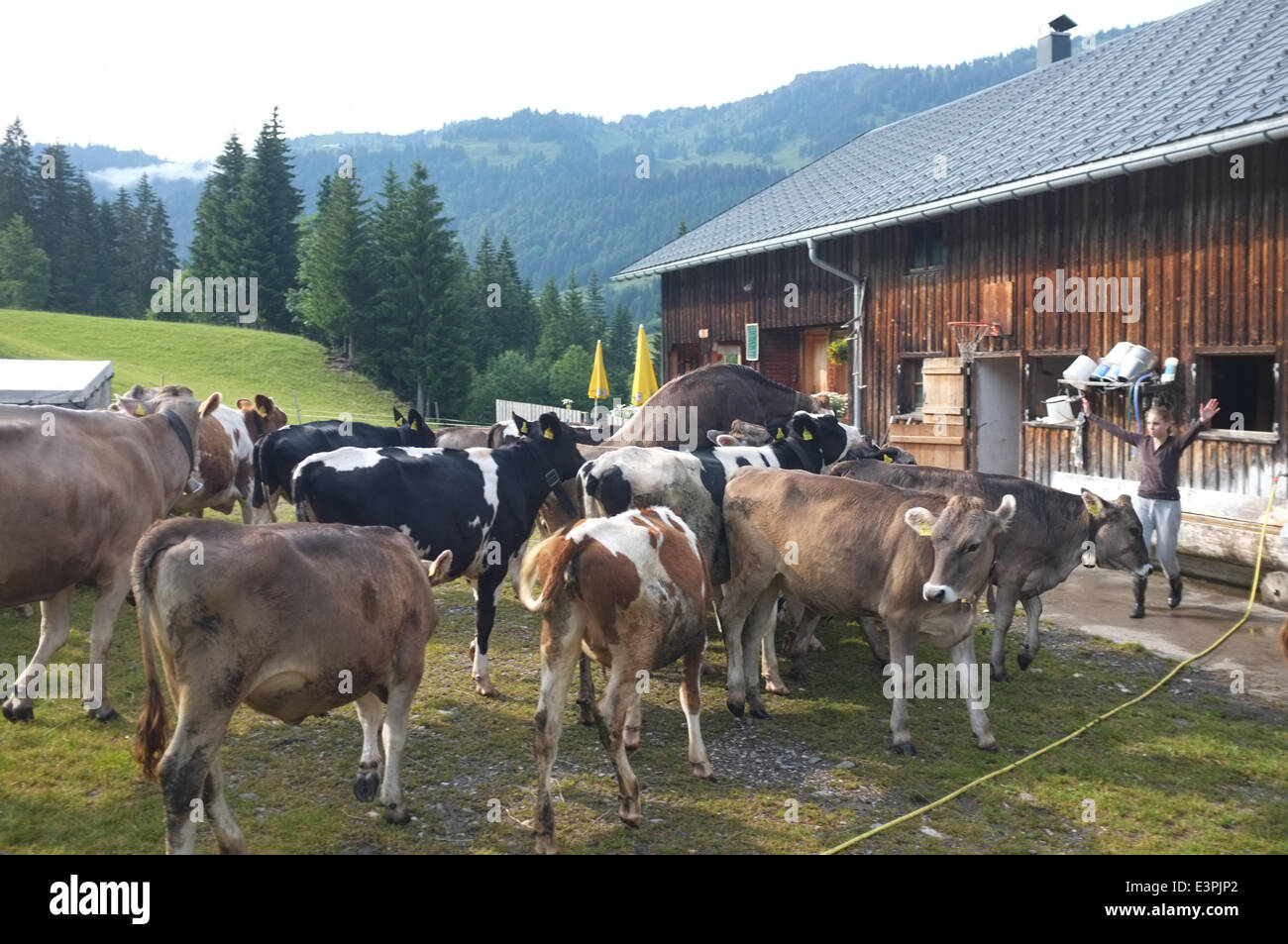 A group of children drives the cows from the grazing land to the barn ...