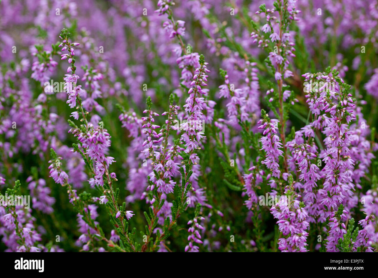 Scots Heather, Ling (Calluna vulgaris), flowering. Lueneburg Heath, Lower Saxony, Germany Stock Photo