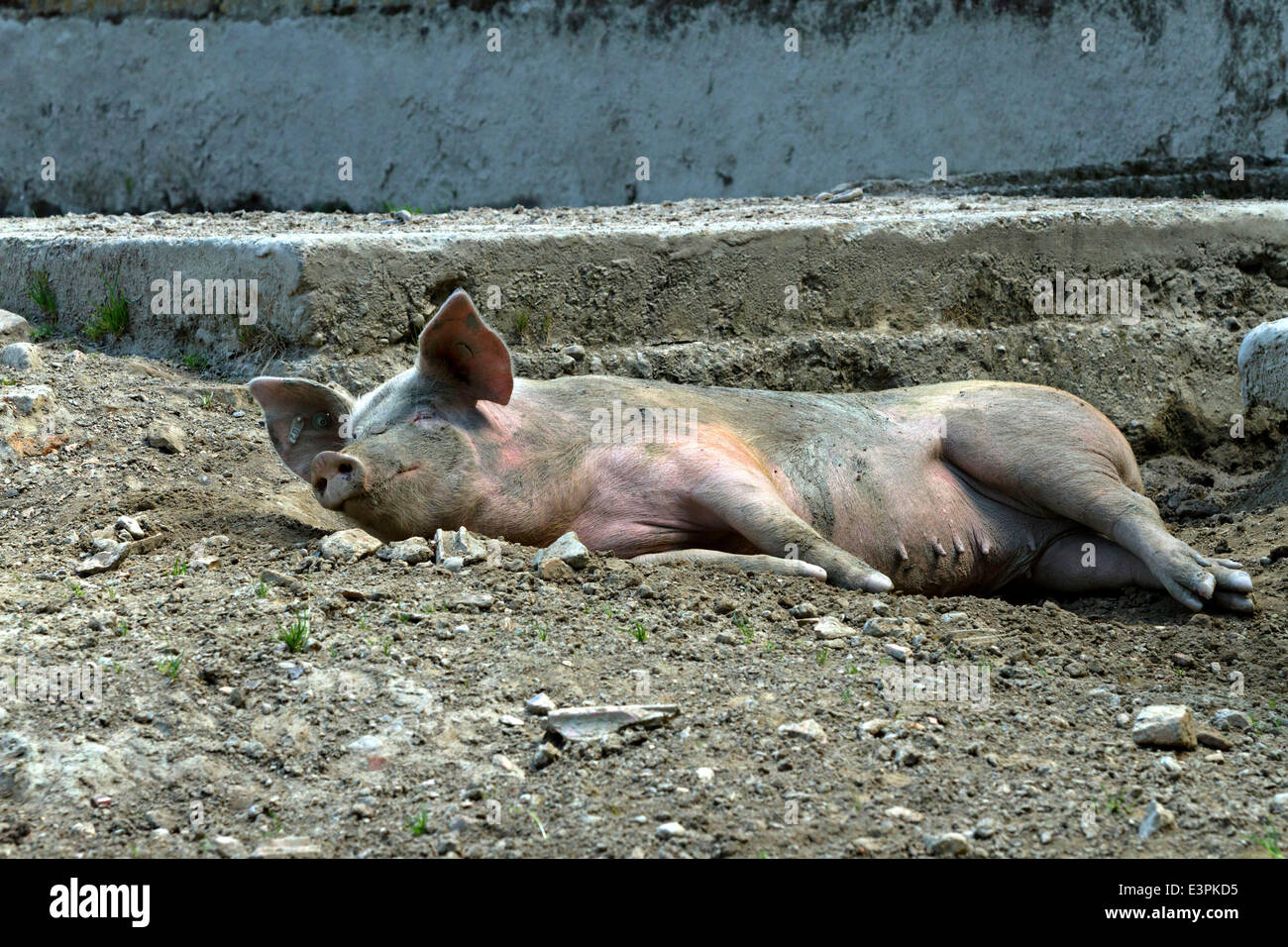 Domestic pig laying on ground with on farm, Chiemgau, Upper Bavaria, Germany, Europe. June 2014 Stock Photo