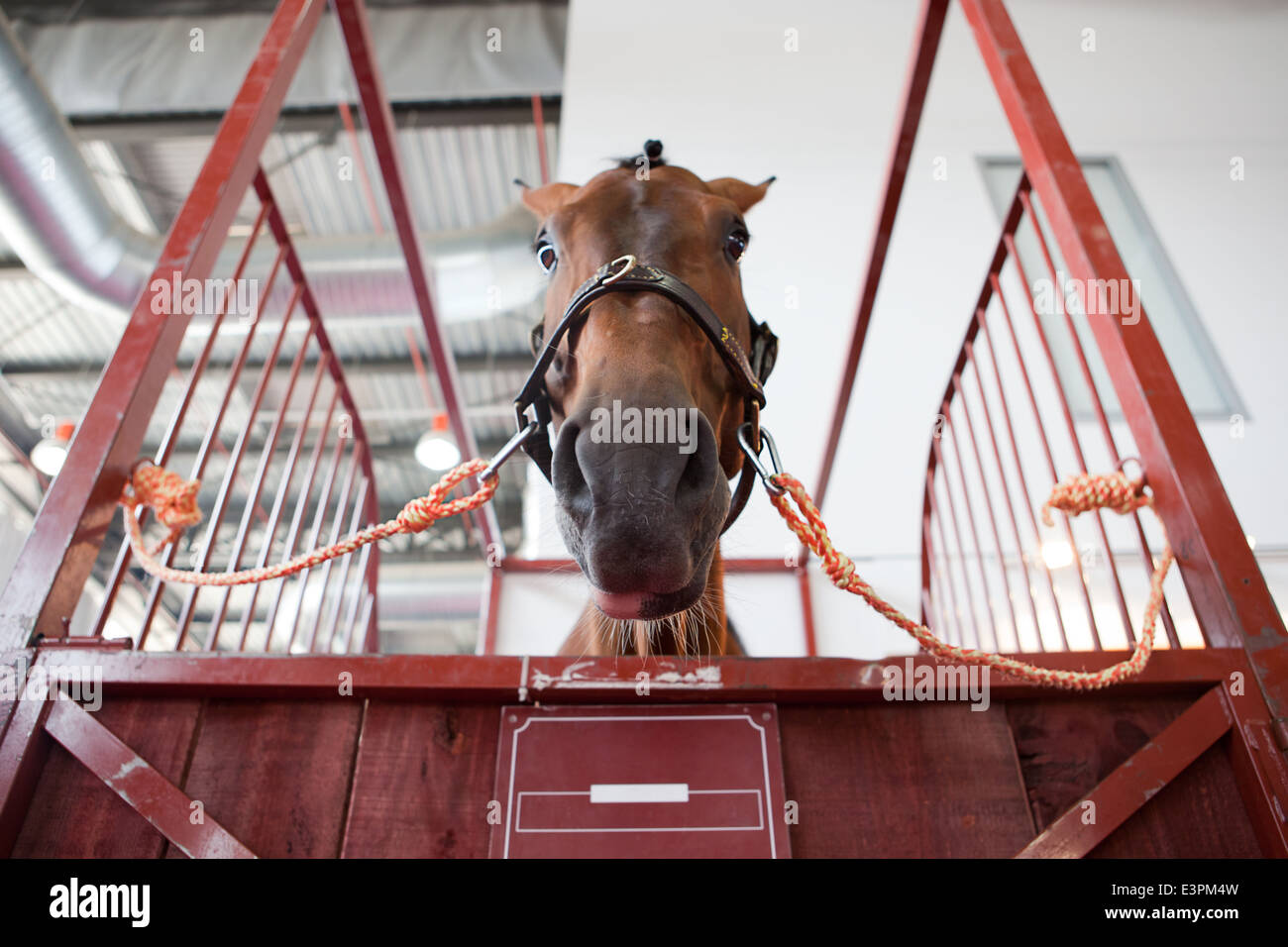 Horse portrait standing in manege box. Low angle shot Stock Photo