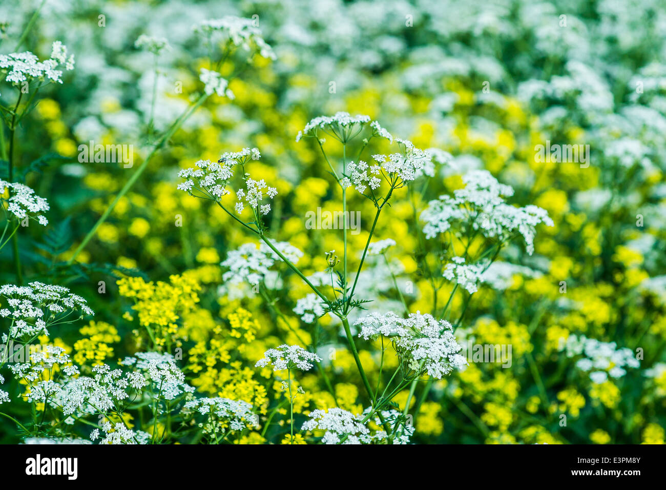 Wild grasses. View of hemlock and meadow buttercup grasses Stock Photo