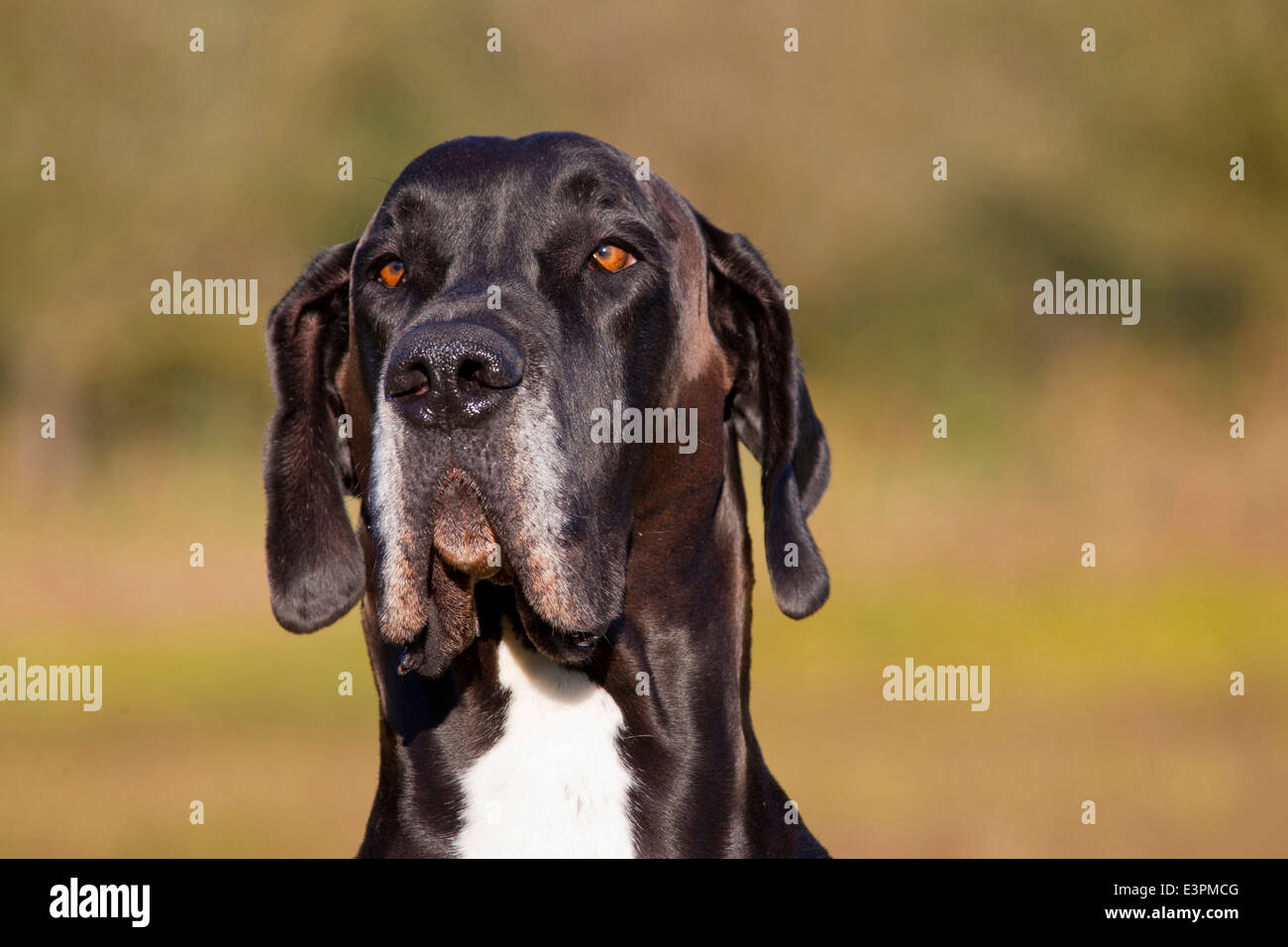 Great Dane Canis lupus familiaris) portrait adult male Germany Stock Photo