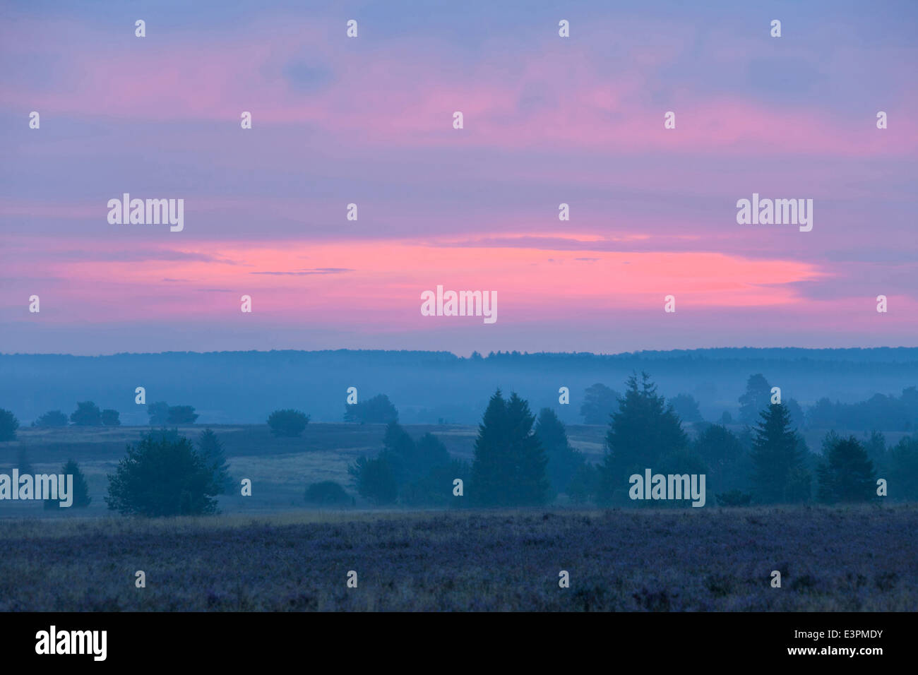 Sunrise at Lueneburg Heath, Lower Saxony, Germany Stock Photo